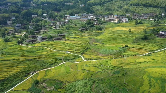 聯(lián)合梯田正值最佳觀賞期。黃功興攝