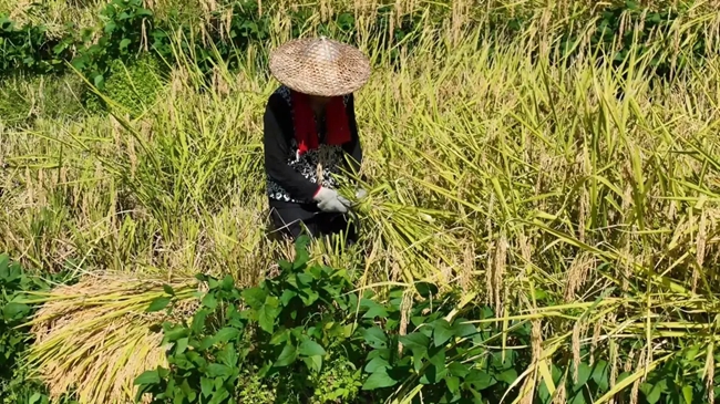 田間收割忙。黃功興攝