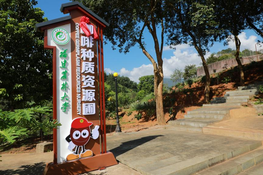 南靖縣與福建農(nóng)林大學共建咖啡種質(zhì)資源圃。南靖縣融媒體中心供圖