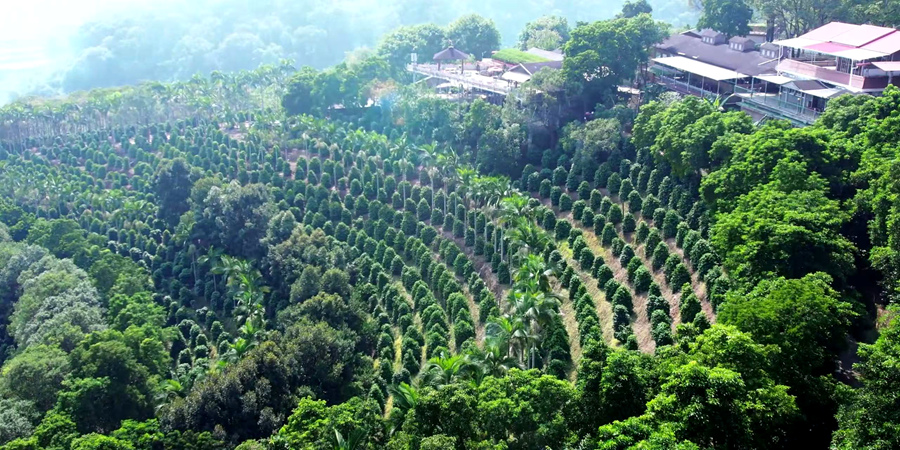 位于南靖縣南坑鎮(zhèn)的咖啡種植園。南靖縣融媒體中心供圖