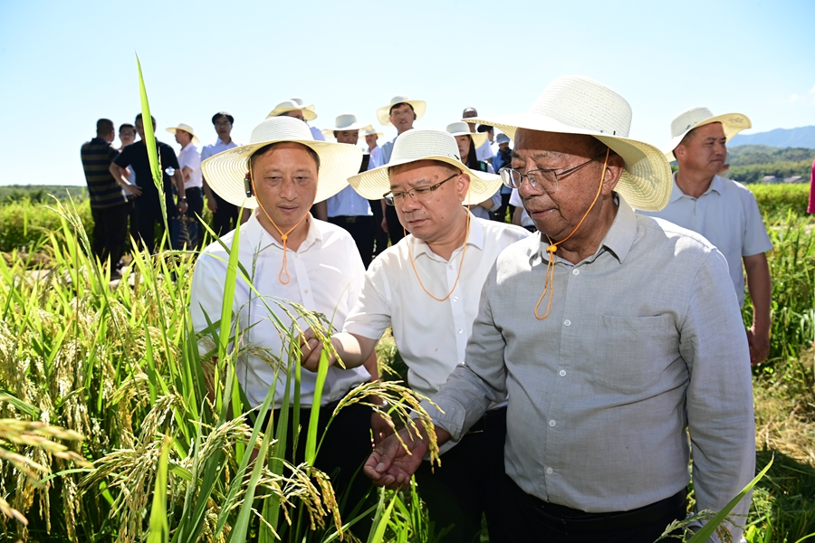 謝華安（右）正與專家們查看稻穗生長情況。李政頻攝