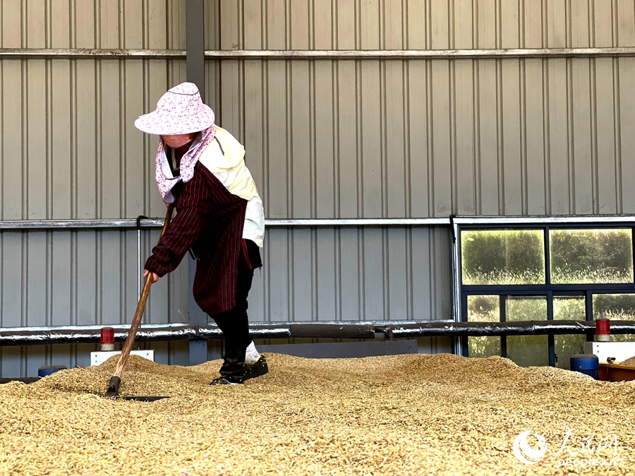 工人正在處理收割下來的稻種。人民網(wǎng)記者 陳藍(lán)燕攝