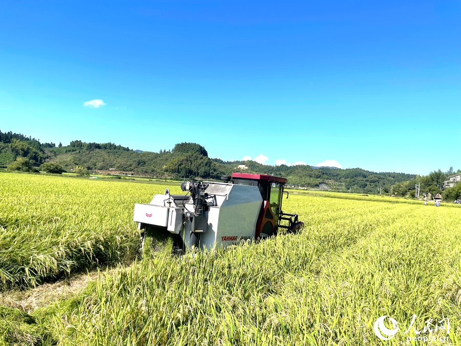 豐收時(shí)節(jié)，機(jī)器正在收割稻種。人民網(wǎng)記者 陳藍(lán)燕攝