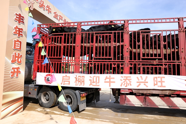 首批肉?！叭胱　痹t安縣南方肉牛育肥場(chǎng)一期項(xiàng)目