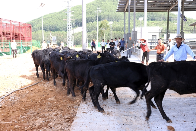 首批肉?！叭胱　痹t安縣南方肉牛育肥場一期項目