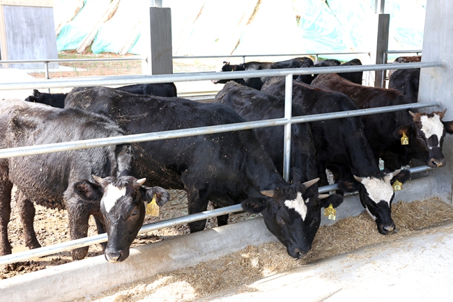 詔安縣南方肉牛育肥場一期項目的運營，將助力詔安“牛產(chǎn)業(yè)”駛?cè)肴湕l發(fā)展的快車道