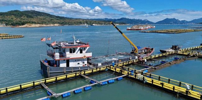 深水養(yǎng)殖網(wǎng)箱上一派繁忙景象。