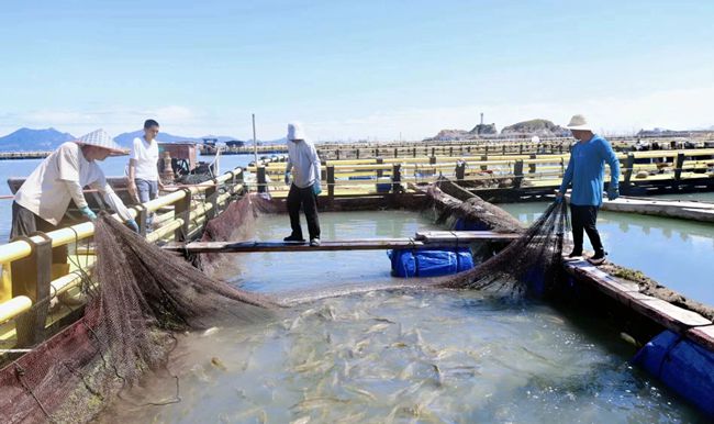 漁民們將大黃魚聚集到一起。
