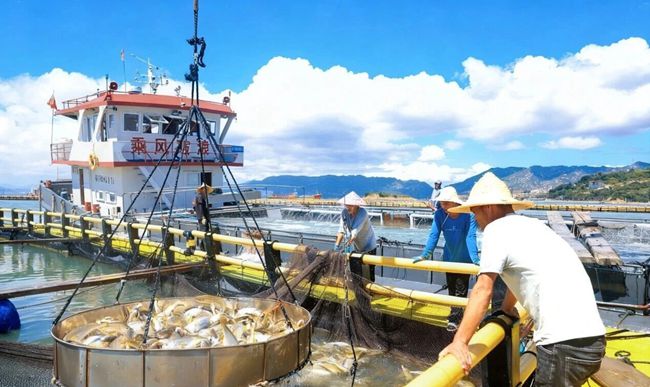 鮮活的大黃魚。