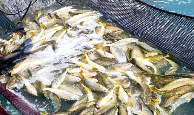 剛捕撈起的大黃魚。