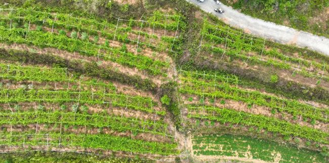 金井片區(qū)大厝基村農(nóng)田。