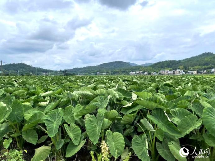 檳榔芋們連在一起像極了片片荷葉的荷塘，站在田里感受著即將到來的豐收的喜悅。人民網(wǎng)記者 陳藍(lán)燕攝