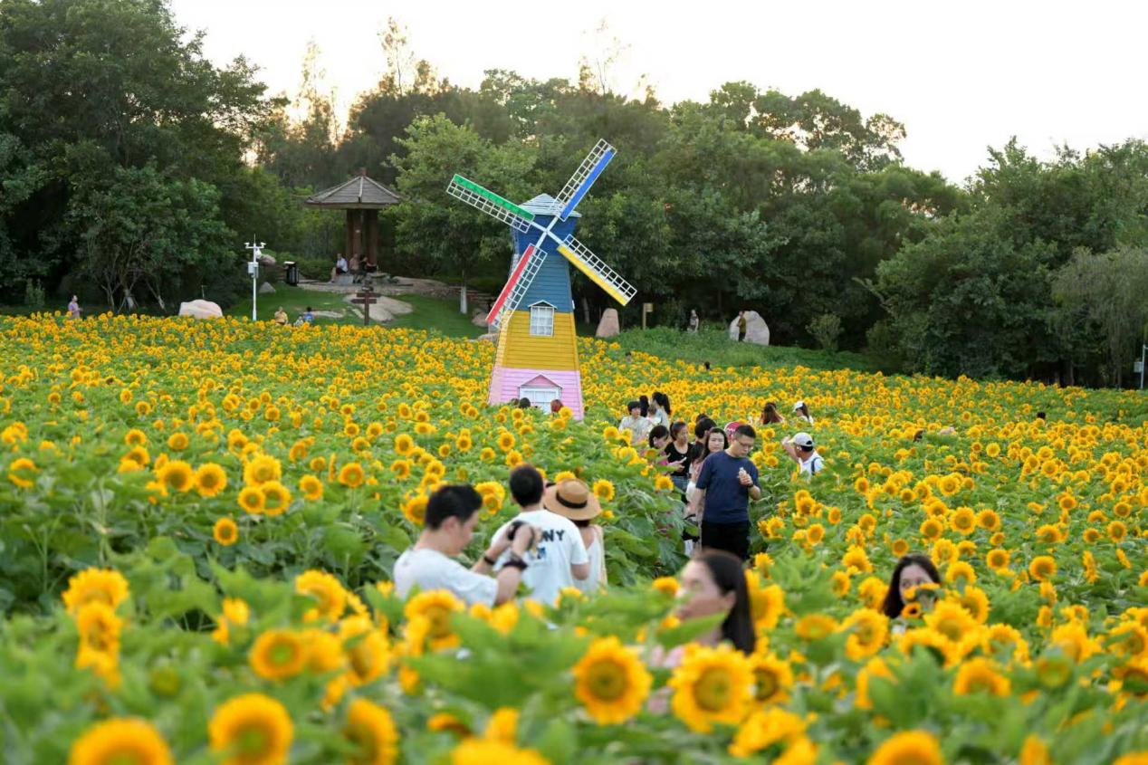 50畝向日葵花海綻放。