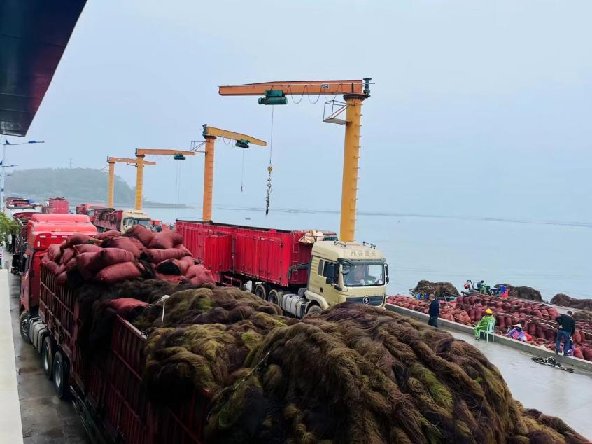 前樓鎮(zhèn)下西坑漁港碼頭上，龍須菜交易正在進(jìn)行。東山縣前樓鎮(zhèn)黨委供圖