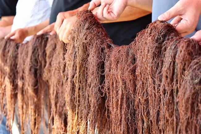 與老品種相比，龍須菜新品系LN-13耐高溫性更強(qiáng)