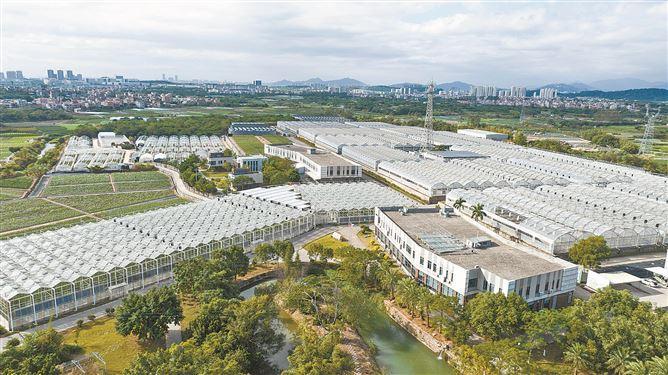 同安區(qū)去年獲批國家級臺灣農(nóng)民創(chuàng)業(yè)園，著力打造閩臺種業(yè)“硅谷”。圖為同安閩臺農(nóng)業(yè)融合發(fā)展（種子種苗）產(chǎn)業(yè)園內(nèi)的百利種苗大棚。