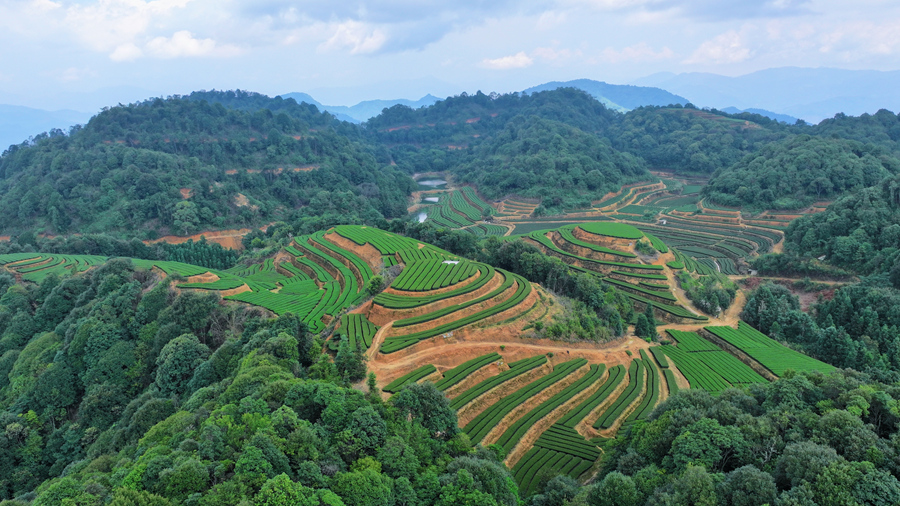 華安縣茶山一角。楊小鋒攝