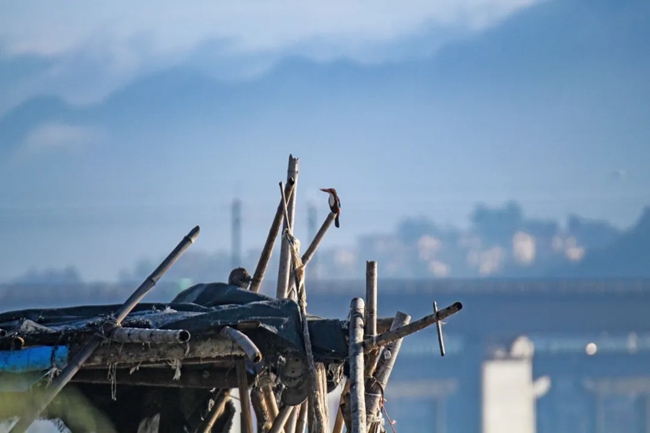 白胸翡翠。鄭彥超攝