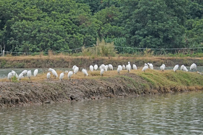 成群的鷺鳥停歇在水邊。鄭彥超攝