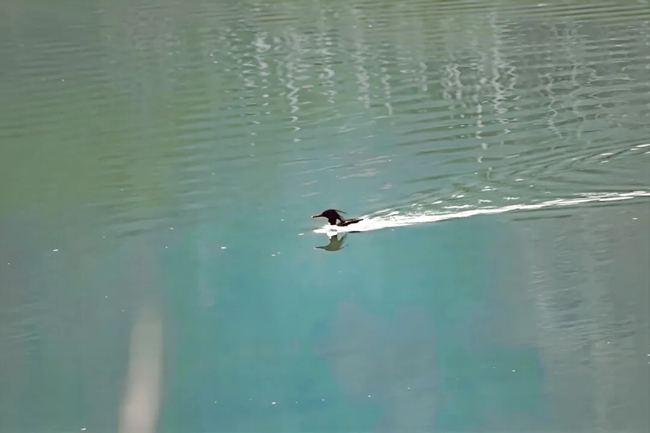 霍童溪中華秋沙鴨。水木華陽(yáng)攝