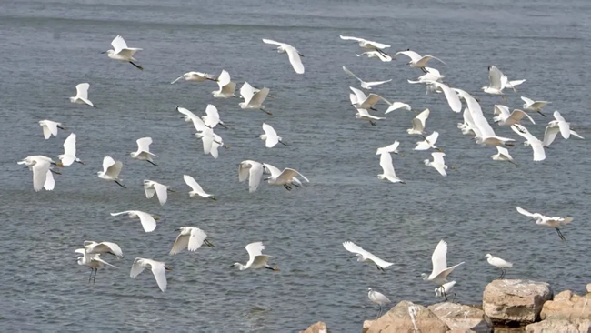 群鳥翩飛。郜麗玲攝