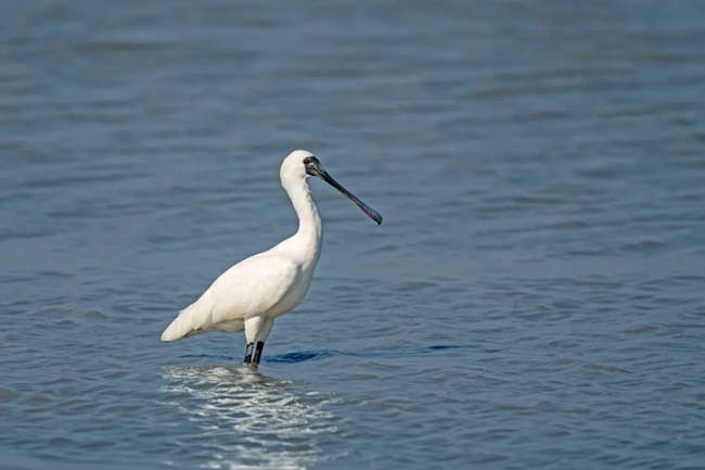 黑臉琵鷺。張勇攝