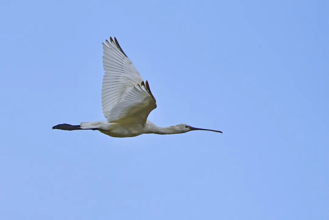 白琵鷺。張勇攝