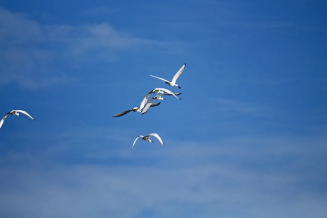 白琵鷺。鄭彥超攝