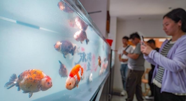 游客在永陽金魚基地展覽館參觀。記者 包華攝