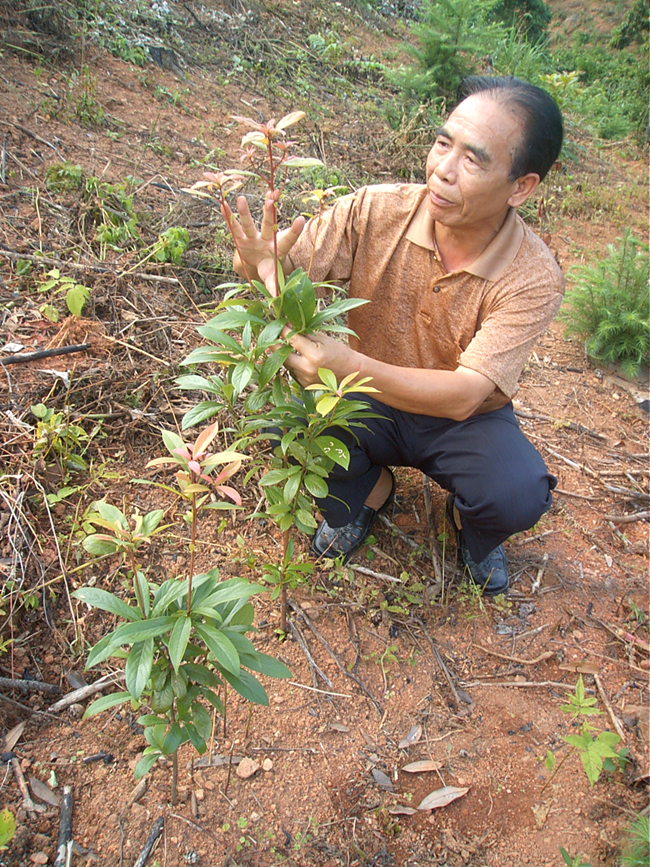 福建農(nóng)林大學(xué)教授陳存及觀察閩楠種質(zhì)資源庫(kù)生長(zhǎng)情況