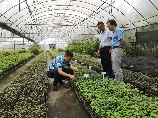 福建農(nóng)林大學(xué)教授陳世品指導(dǎo)閩楠育苗工作