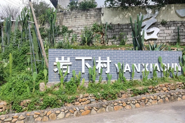 村道旁種著仙人掌