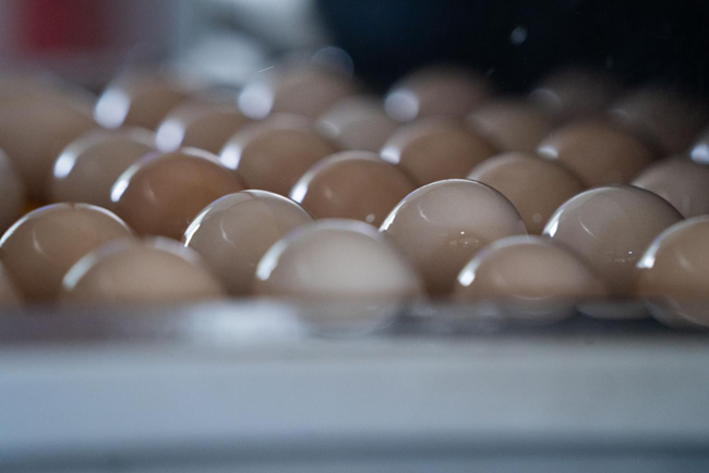 翁山頭村蛋雞養(yǎng)殖示范基地雞蛋生產(chǎn)包裝線