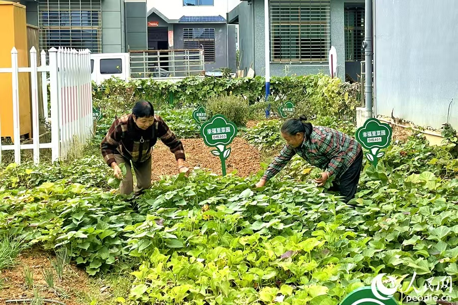 “幸福里”社區(qū)配有公共菜地可供老人們種菜。人民網(wǎng)記者 林盈攝