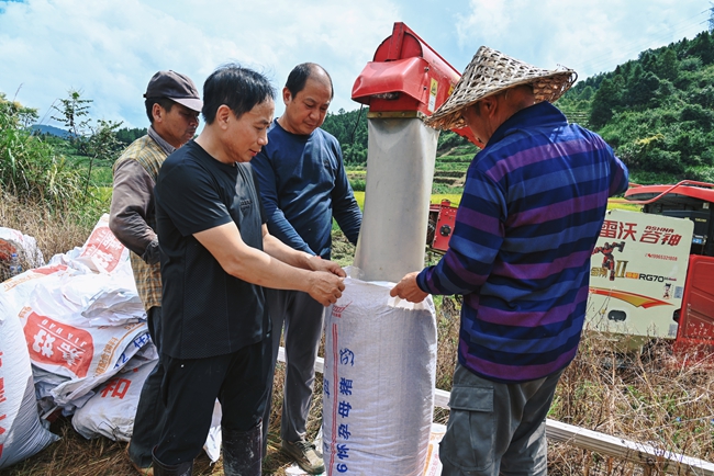 稻谷豐收。黃子煖攝
