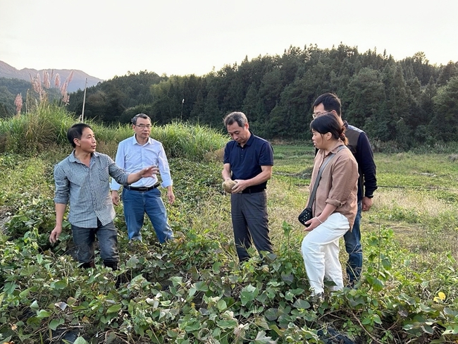 科技特派員、農(nóng)技人員傳授甘薯種植技術(shù)。金涵畬族鄉(xiāng)供圖