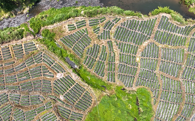 甘薯田。黃子煖攝