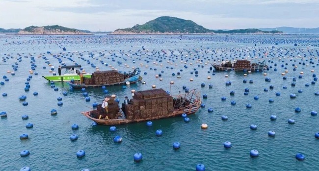 下宮鎮(zhèn)松蘆灣海域鮑魚養(yǎng)殖區(qū)。