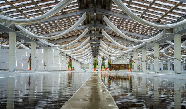 筱埕鎮(zhèn)官塢村海帶育苗基地。嚴(yán)秉靈攝