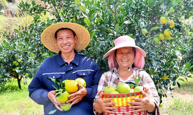 蓼沿鄉(xiāng)溪東村臍橙豐收。