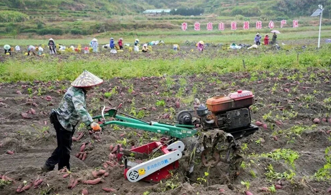 種植基地里一派繁忙景象