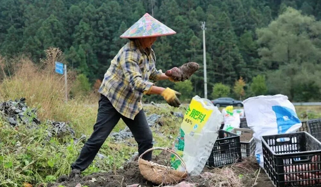 工人正將蜜薯分揀裝袋