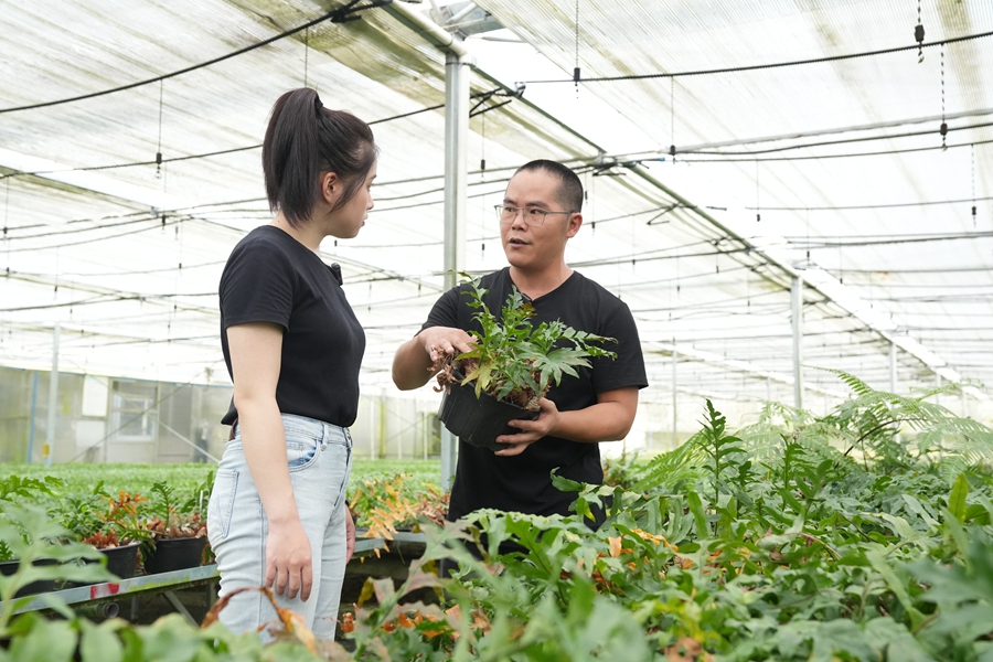 技術(shù)員介紹骨碎補(bǔ)生產(chǎn)情況