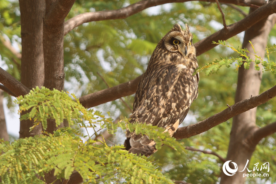短耳鸮現(xiàn)身廈門集美馬鑾灣。人民網(wǎng)記者 陳博攝