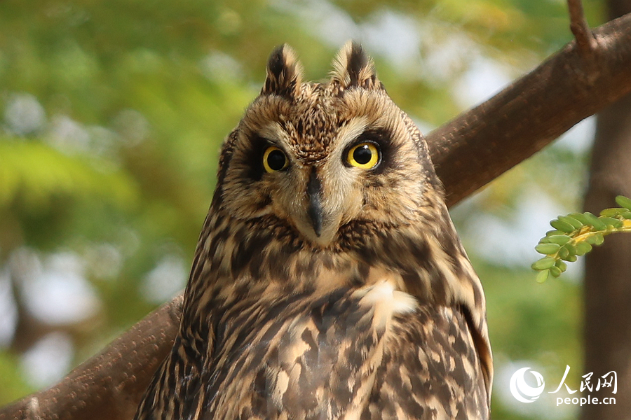 短耳鸮正臉?biāo)曝?，呆萌可?ài)。人民網(wǎng)記者 陳博攝