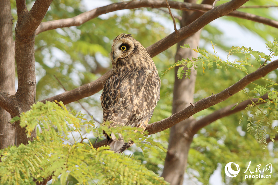 短耳鸮扭動(dòng)腦袋，四處張望。人民網(wǎng)記者 陳博攝