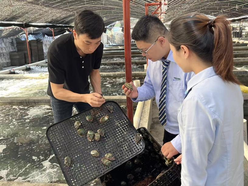 林元東為郵儲銀行的工作人員介紹其養(yǎng)殖的鮑魚。主辦方供圖