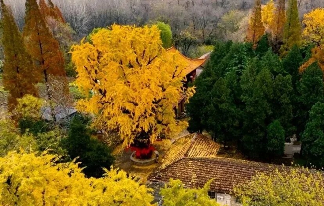 河南省確山縣北泉寺千年古銀杏。圖片來源：駐馬店文旅