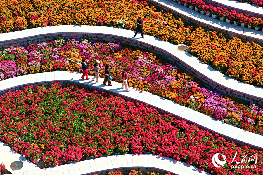 廈門市園林植物園的國家三角梅種質(zhì)資源庫花開正盛。人民網(wǎng)記者 陳博攝