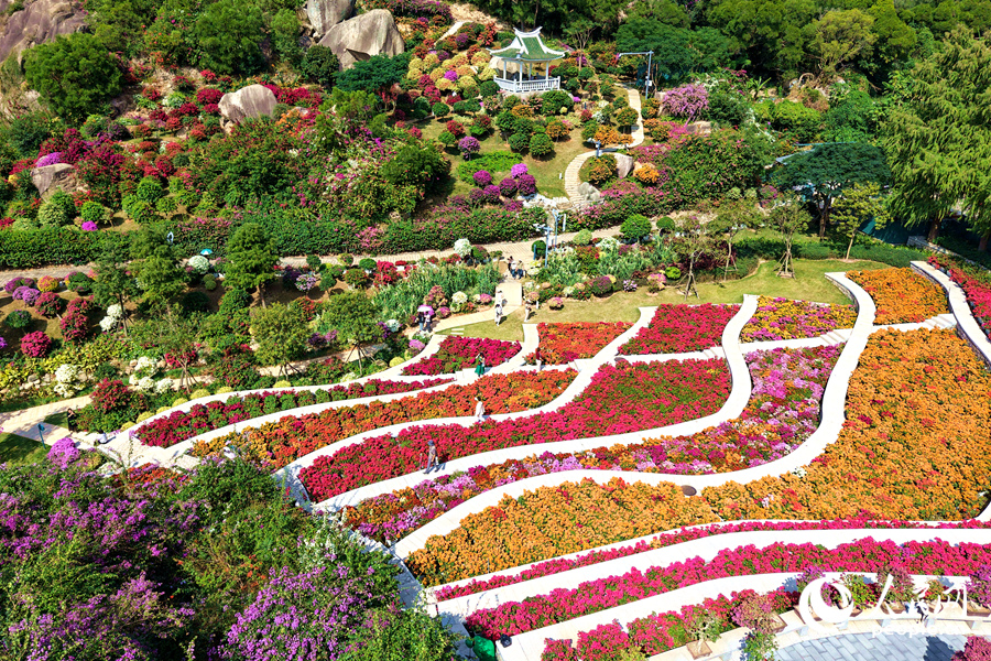 三角梅彩虹梯田美不勝收。人民網記者 陳博攝